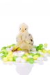 Candy chicken