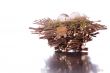 Bird nest