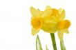 Yellow daffodils