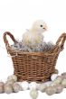Easter chicken