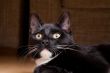 Adorable black cat