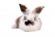 Cute bunny