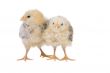 Two weeks old chicks