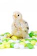 Easter chick