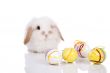 Funny bunny
