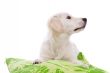 Cute puppy