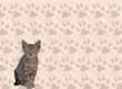 Cat and tracks