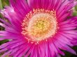 Hottentot fig