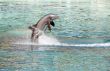 Dolphin jumping