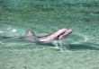 Dolphin swimming