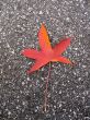 Leaves in fall