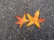 Leaves in fall