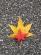 Leaves in fall