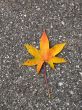 Leaves in fall