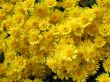 Chrysanthemums