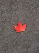 Leaves in fall