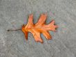 Leaves in fall