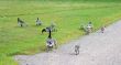 Geese walking in park