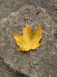 Leaves in fall