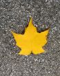 Leaves in fall