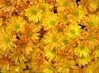 Chrysanthemums