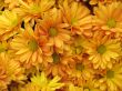 Chrysanthemums