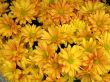 Chrysanthemums