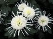 Chrysanthemums