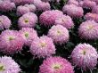 Chrysanthemums