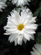 Chrysanthemums