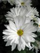 Chrysanthemums