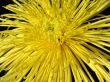 Chrysanthemums