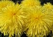 Chrysanthemums