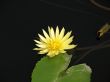 Water lily