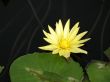 Water lily