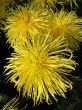 Chrysanthemums