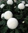 Chrysanthemums