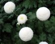 Chrysanthemums
