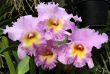 Orchids