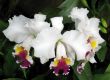 Orchids