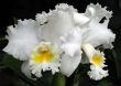 Orchids