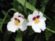 Orchids