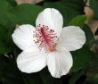 Chinese hibiscus