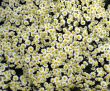 Chrysanthemums