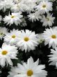Chrysanthemums