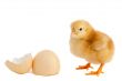Adorable baby chick