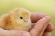 Small chicken on hand