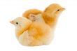 chickens