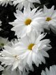 Chrysanthemums
