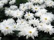 Chrysanthemums